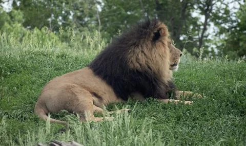 Lion drinking from a pond Stock Photos