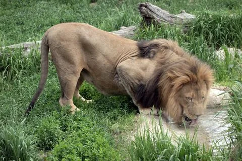 Lion drinking from a pond Stock Photos