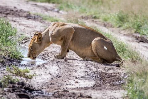 Lion drinking from a pool in the road. Stock Photos