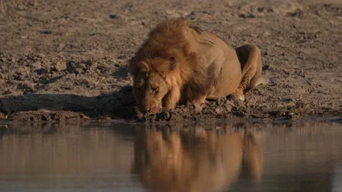 Lion drinking water. Portrait  of African lion, Panthera leo, detail of big anim Video stock 163962428