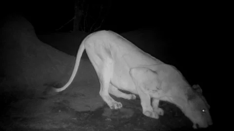 Lion drinking at the water puddle in the night time Vidéo 237701815