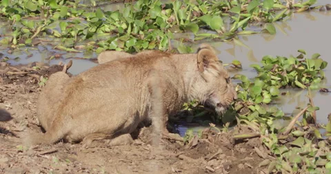 Lion drinking water on the shore before it looks directly at camera Stock Footage 279041045
