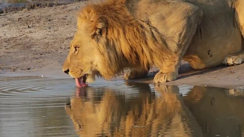 Lion is drinking from a waterhole Video stock 81483715