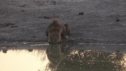 Lion drinks with strong negative space and reflection — Part 3 Continuation Stock Footage 319961940