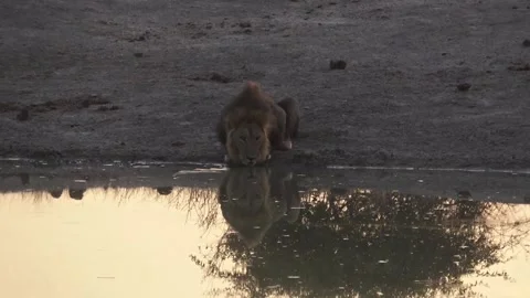 Lion drinks; wide frame with negative space and reflection, Part 4 Continuation Vidéo 319961941