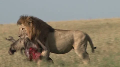 Lion drugging a kill through the grass. Stock Footage 8928092