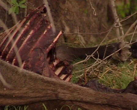 Lion  eating antelope Stock Footage 36462263