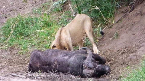 Lion eating a buffalo Stock Footage 83237909