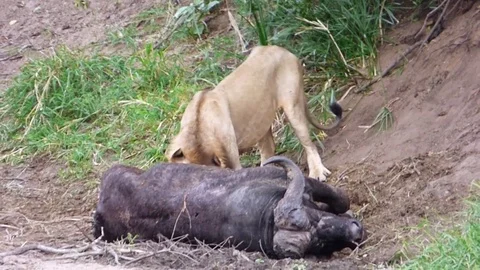 Lion eating a buffalo Stock Footage 83238075