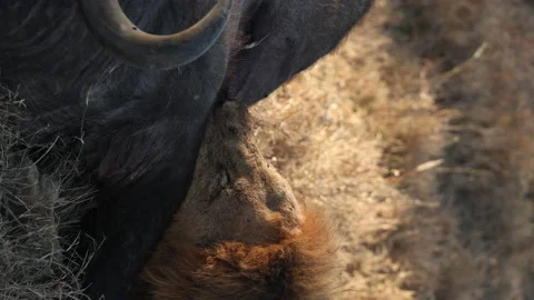 Lion eating Buffalo Vídeos de archivo 234679036