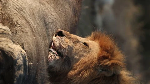 Lion eating Buffalo Vídeos de archivo 234679047