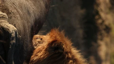 Lion eating Buffalo Stock Footage 234679059