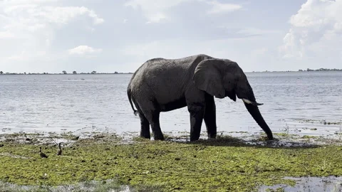 Lion eating Stock Footage 334746984