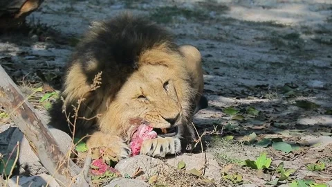 Lion eating its prey in the forest Stock-Footage 257017565