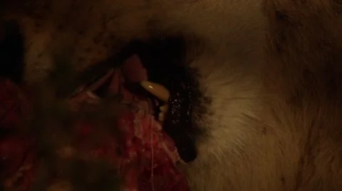 Lion Eating Kill During Night - Close Up - Slow Motion  Stock Footage 55656281