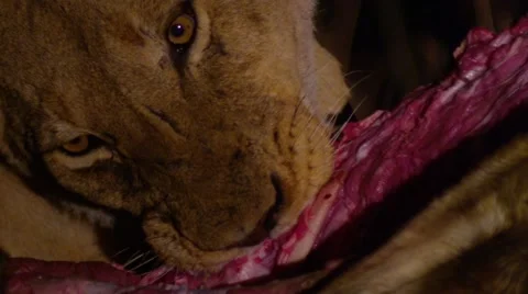 Lion Eating Kill During Night - Close Up - Slow Motion (2) Stock Footage 55657183