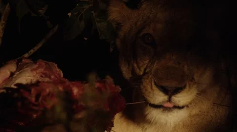 Lion Eating Kill During Night - Close Up - Slow Motion (3) Stock Footage 55658241