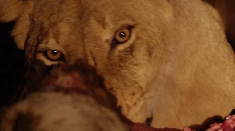 Lion Eating Kill at night - Close Up - Slow Motion Stock Footage 55658454