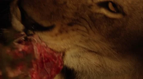 Lion Eating Kill at night - Close Up - Slow Motion Stock Footage 55658672