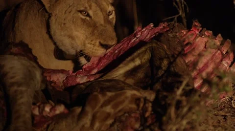 Lion Eating Kill at night - Close Up - Slow Motion Stock Footage 55659792