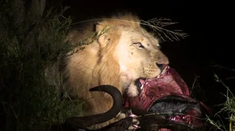 Lion eating at night Stock Footage 11241931