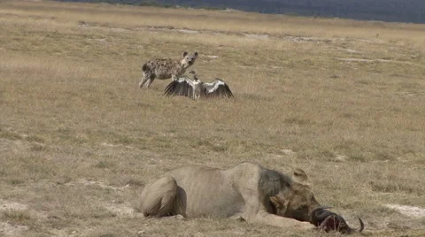 Lion Eats and Vulture Spreads Wings 库存影片 65745817