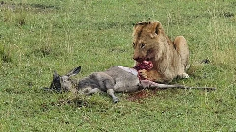 Lion eats a carcass of a young Wildebeest Video stock 160541904