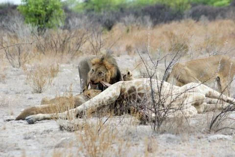 Lion eats of Giraffe, Big Five, lion pride of cunning Giraffe, Etosha National Stock Photos