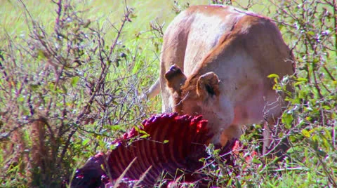 A lion eats prey on the African savannah. Stock Footage