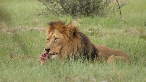 Lion eats prey in the African Savannah 3 2 Stock Footage 101002034