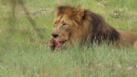 Lion eats prey in the African Savannah 3 Stock Footage 101002060