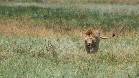 Lion Emerging from Tall Grass | 4K Cinematic Wildlife Behavior Stock Footage 312201749