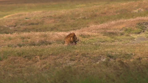Lion enjoys the day Stock Footage 33791555