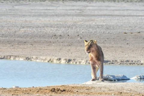 Lion in Etosha, Namibia Stock Photos