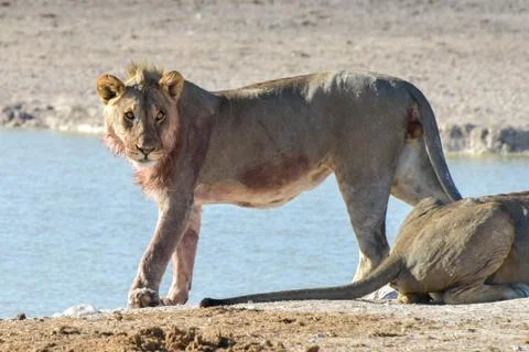Lion in Etosha, Namibia Stock Photos