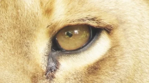 The lion eyes close up Stock Footage 123837266