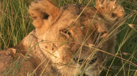 Lion face 2 Stock-Footage 22259237