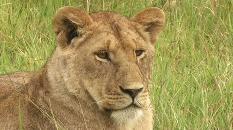 Lion face 3 Stock Footage 22262070