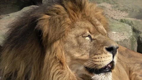 Lion face close up 库存影片 90104890