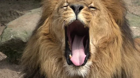 Lion face close up 库存影片 90104900