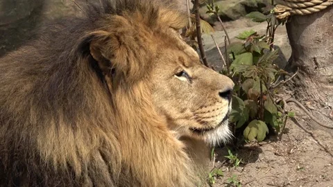 Lion face close up 库存影片 90748620