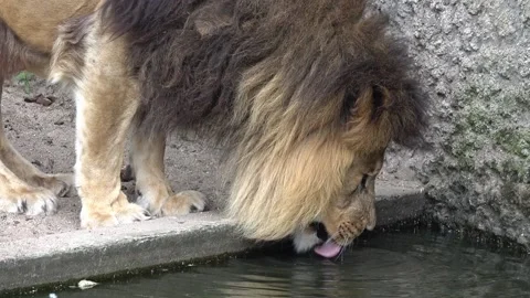 Lion face close up Vídeos de archivo 90748691