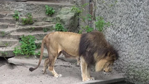 Lion face close up Stock Footage 90748706