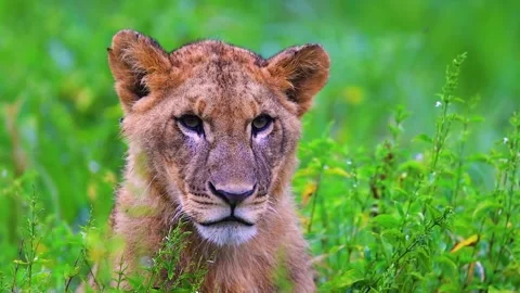 Lion Face Close Up in Grass Stock Footage 323137284