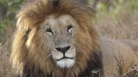Lion Face Video stock 70646400