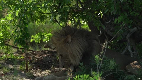 Lion face, open muzzle detail portrait. Panthera leo bleyenberghi, Mana Pools NP Stock Footage 165027203