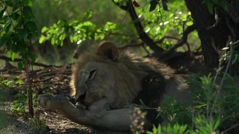 Lion face, open muzzle detail portrait. Panthera leo bleyenberghi, Mana Pools NP 스톡 동영상 165029243