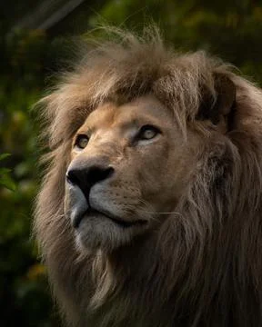 Lion facing up Stock Photos