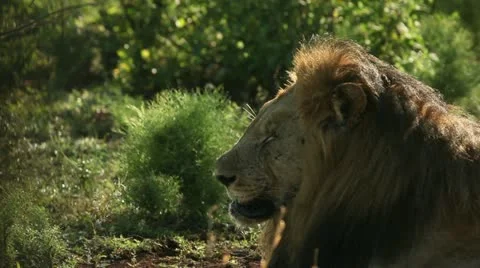 Lion falling asleep Stock Footage 21947852