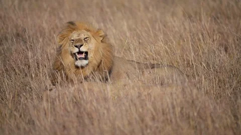 Lion falling asleep Stock Footage 243522390